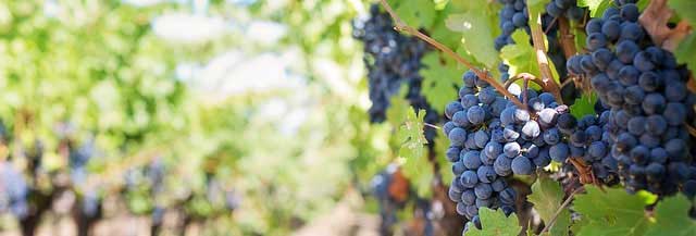 网页在线发短信平台